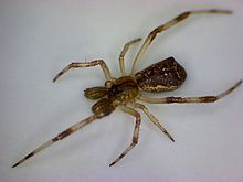 Episinus angulatus.jpg