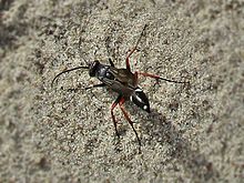 Episyron rufipes (Pompilidae sp.), Texel, Gollandiya.jpg