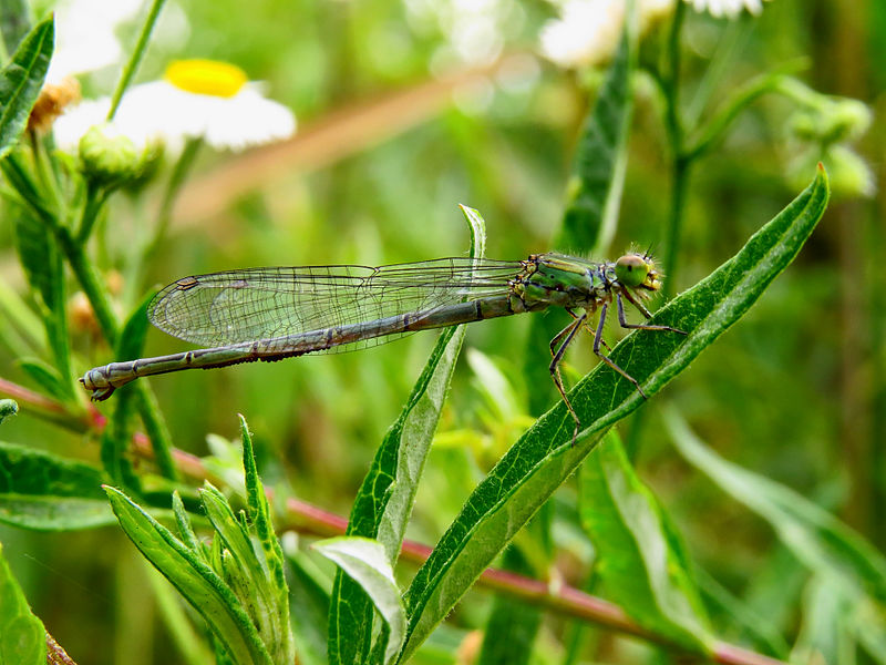 File:Erythromma viridulum Zazymya4.JPG