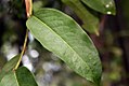 Erythroxylum macrophyllum 3zz.jpg