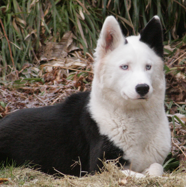 File:Eska - Not Fancy Kennel - Yakutian Laika.png