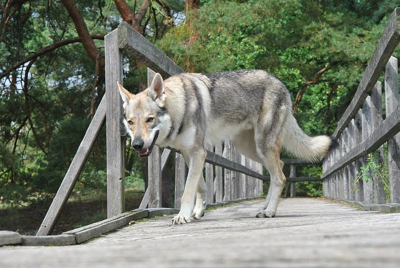 File:Eska der Tschechoslowakische Wolfhund auf einer Brücke.jpg