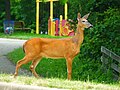 Southern playground with whitetail deer in the foreground