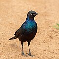 * Nomination: Rüppell's starling (Lamprotornis purpuroptera), Lake Mburo National Park, Uganda --Poco a poco 15:34, 19 May 2024 (UTC) * * Review needed