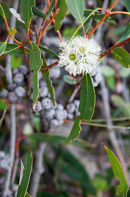 Eucalyptus_diversifolia