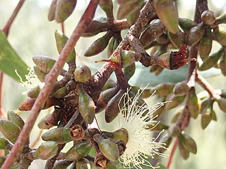 flower buds and flowers Eucalyptus pumila PB280067 (37998208254).jpg