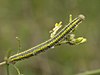 Euchloe crameri-larva.jpg