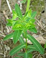 Euphorbia hyberna 1.jpg