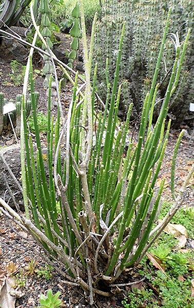 File:Euphorbia schimperi kz1.JPG