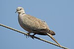 Thumbnail for File:Eurasian Collared Dove Streptopelia decaocto by Dr. Raju Kasambe DSCN2357 (2).jpg