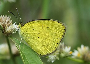 Eurema brigitta from bangalore.JPG