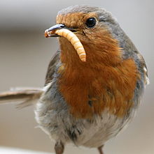 Robin with prey European Robin (Erithacus rubecula) with mealworm.jpeg