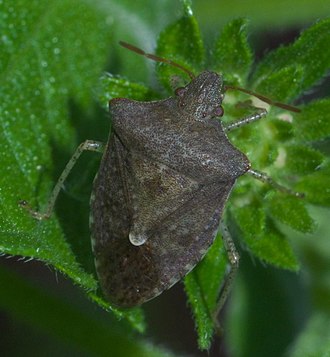 Dusky stink bug, Euschistus tristigmus Euschistus tristigmus P1650905a.jpg