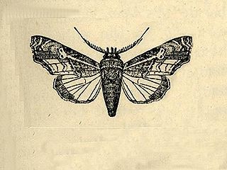 <i>Eutelia ablatrix</i> Species of moth