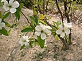 Pearlbush (Exochorda racemosa)