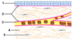 Extracellular Matrix numbers.png