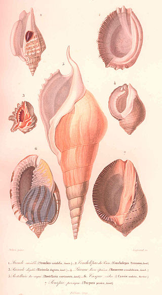 <i>Acanthina unicornis</i> Species of gastropod