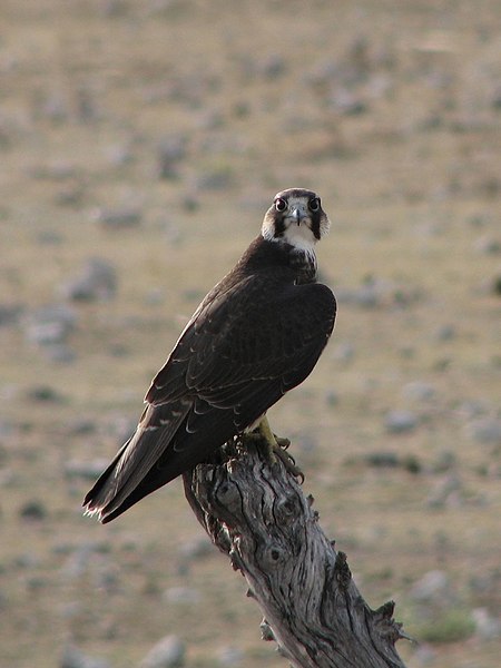 صورة:Falco biarmicus Etosha.jpg