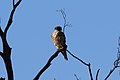 Falco longipennis (31847178064).jpg