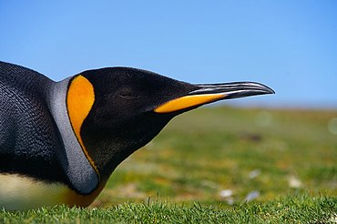 Falkland Islands Penguins 49.jpg