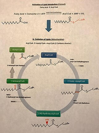 <span class="mw-page-title-main">Essential fatty acid interactions</span>