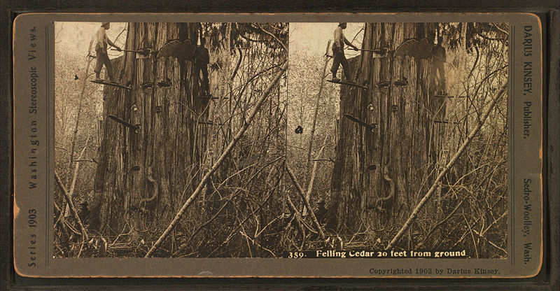 File:Felling cedar 20 ft. from ground, by Kinsey, Darius, 1869-1945.jpg