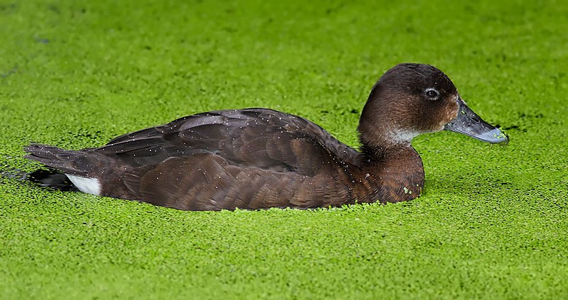 File:Female Hardhead duck.jpg