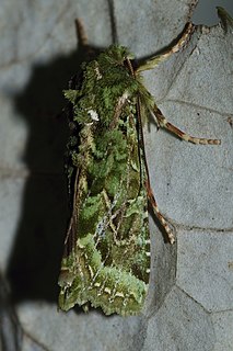 Hadenini Tribe of moths