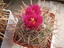 Ferocactus fordii. 
 JPG