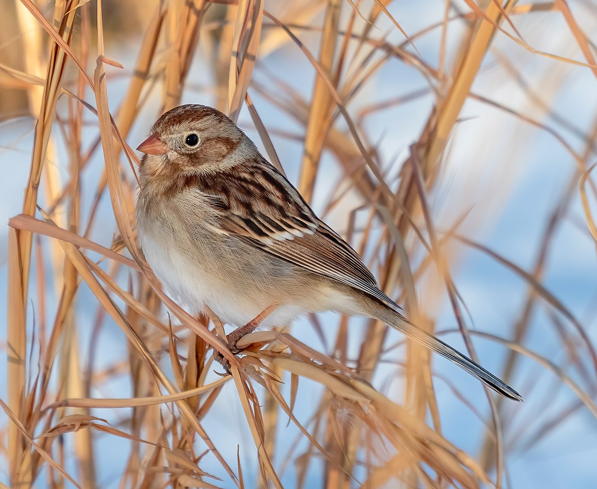 field sparrow eggs