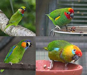 Fig parrots - ببغاوات التين.jpg