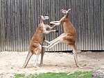 Thumbnail for Boxing kangaroo