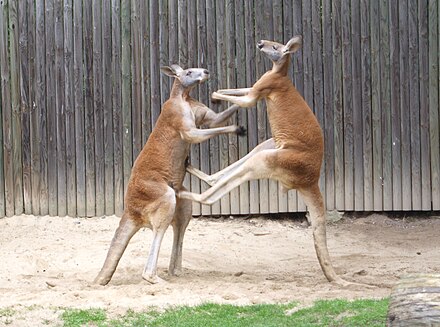 Two male red kangaroos boxing