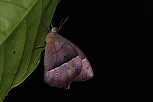 Taygetis virgilia, Trinidad File:Virgilia wood nymph (Taygetis virgilia).jpg