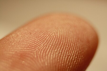 Fingerprint detail on male finger in Třebíč, Třebíč District.jpg