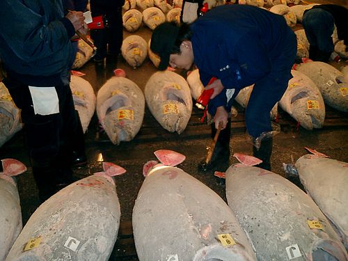 Fish Market, Tokyo