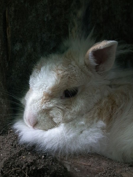 File:Flauschiges Kaninchen beim Dösen.JPG