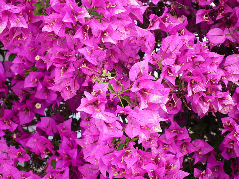 File:Fleurs sur l'esplanade du front de mer, Royan.JPG