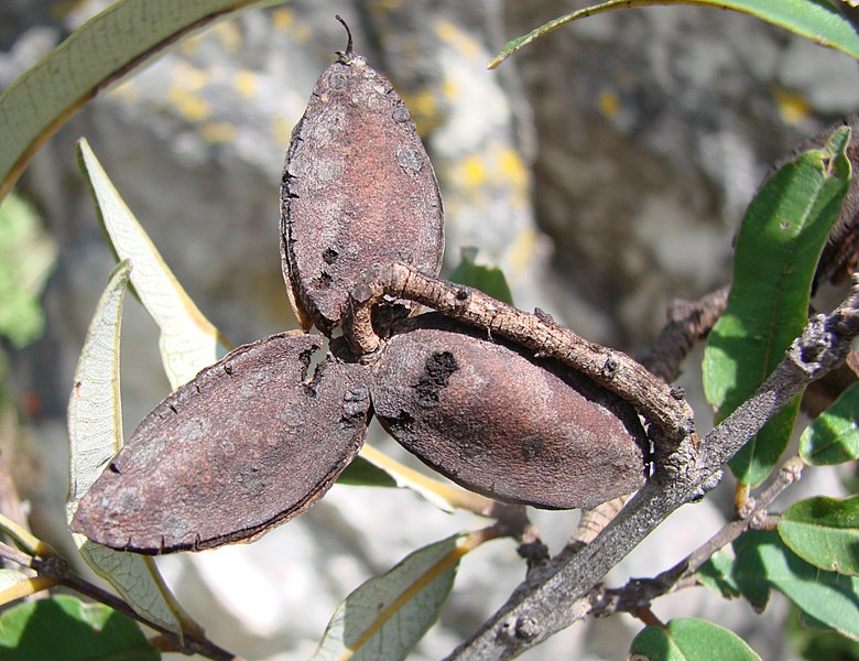 File:Flickr - João de Deus Medeiros - Qualea parviflora.jpg