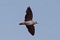 Flock Bronzewing (Phaps histrionica) (8079577183).jpg