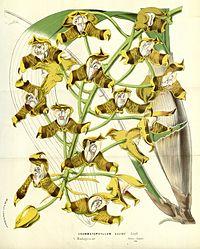 page 257 Grammatophyllum ellisii Grammangis ellisii