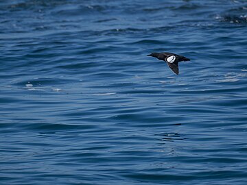 Flying black guillemot (Cepphus grylle), Maine Coastal Islands National Wildlife Refuge, Maine, US