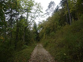 Illustrasjonsbilde av artikkelen Gardened forest