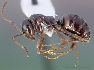 <i>Formica microphthalma</i> Species of ant