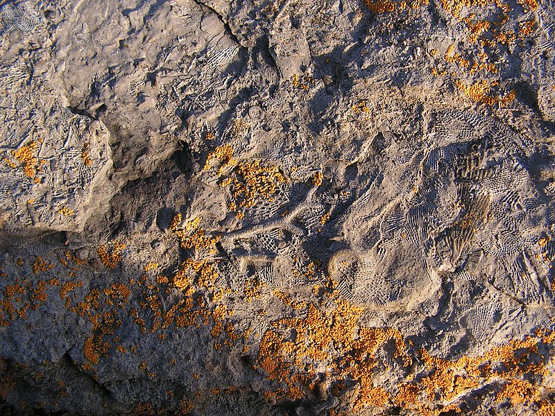 File:Fossils - panoramio.jpg