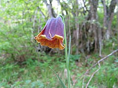 Fritillaria pyrenaica1JUSA.jpg