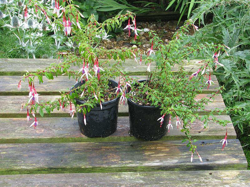 File:Fuchsia magellanica Lady Bacon, left, and arauco - Flickr - peganum.jpg