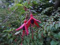 Chilco (Fuchsia magellanica)