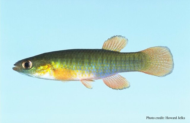 Fundulus auroguttatus, a non-annual North American killifish similar to Fundulus chrysotus known as a topminnow