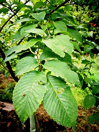 <i>Ulmus prunifolia</i> Species of tree